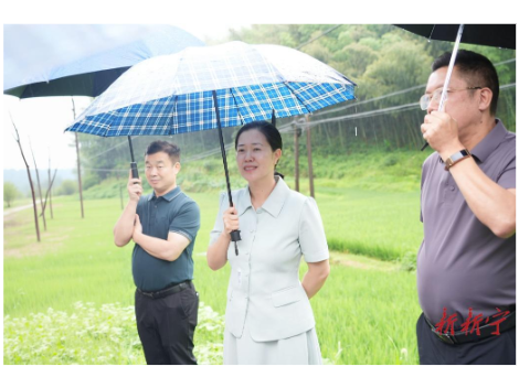 姚文娟专题调度江黄公路中段建设工作