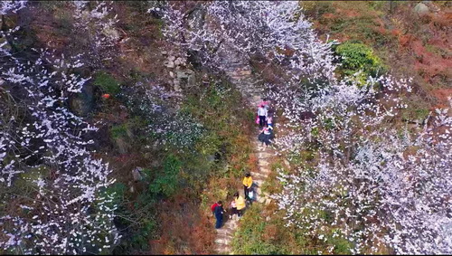 樱花.jpg
