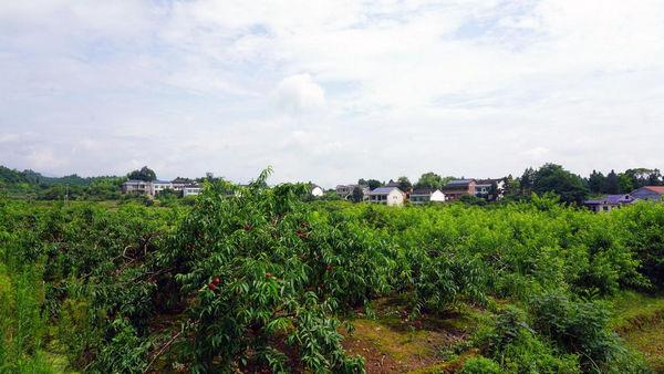 衡山红脆桃成熟上市1_调整大小.png