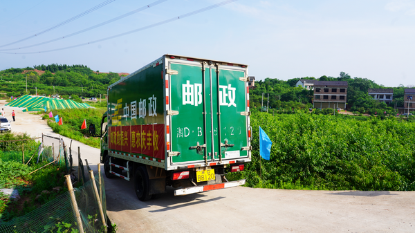 红脆桃满枝头 果农甜在心头1小.png