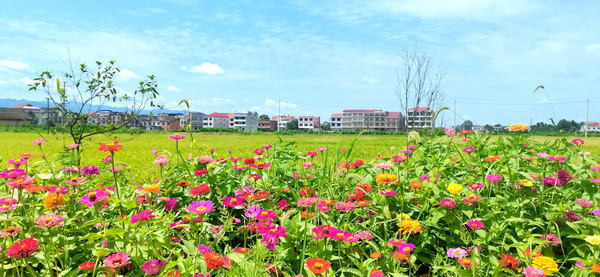 【标准化 新变化】白果镇岳北村:车在路上走,人在画里游4.jpg 【标准化 新变化】白果镇岳北村:车在路上走,人在画里游4.jpg