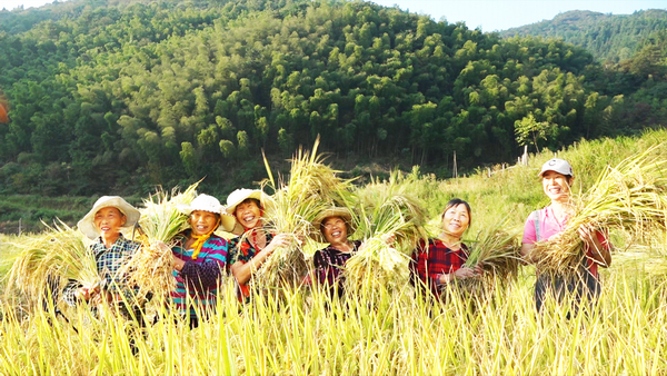 福田铺乡：高山稻喜获丰收2.png
