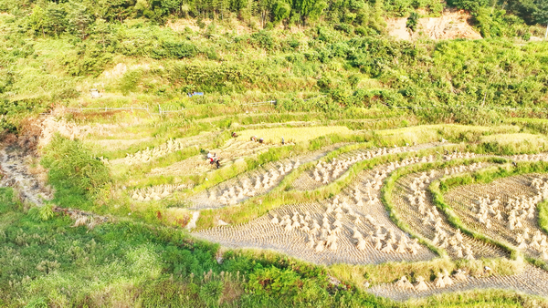 福田铺乡：高山稻喜获丰收1.png