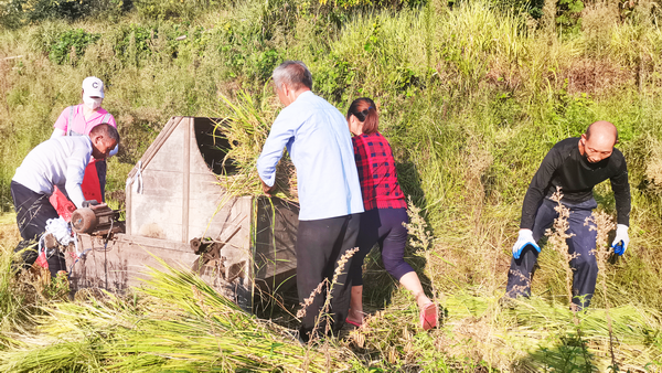 福田铺乡：高山稻喜获丰收3.png