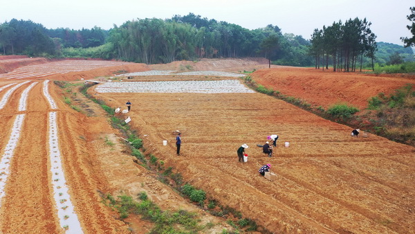 萱洲镇永清村：西瓜种植铺就村民“甜蜜”致富路1.jpg