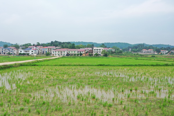 油菜喜迎丰收2.JPG