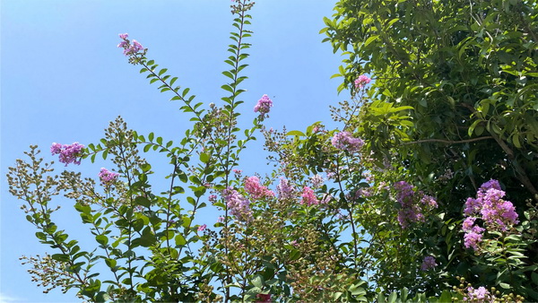 花1.jpg