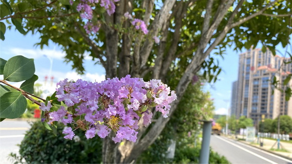 花3.jpg