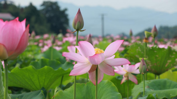 衡山：因“田”制宜机械化种植  村集体经济再尝甜头1.png