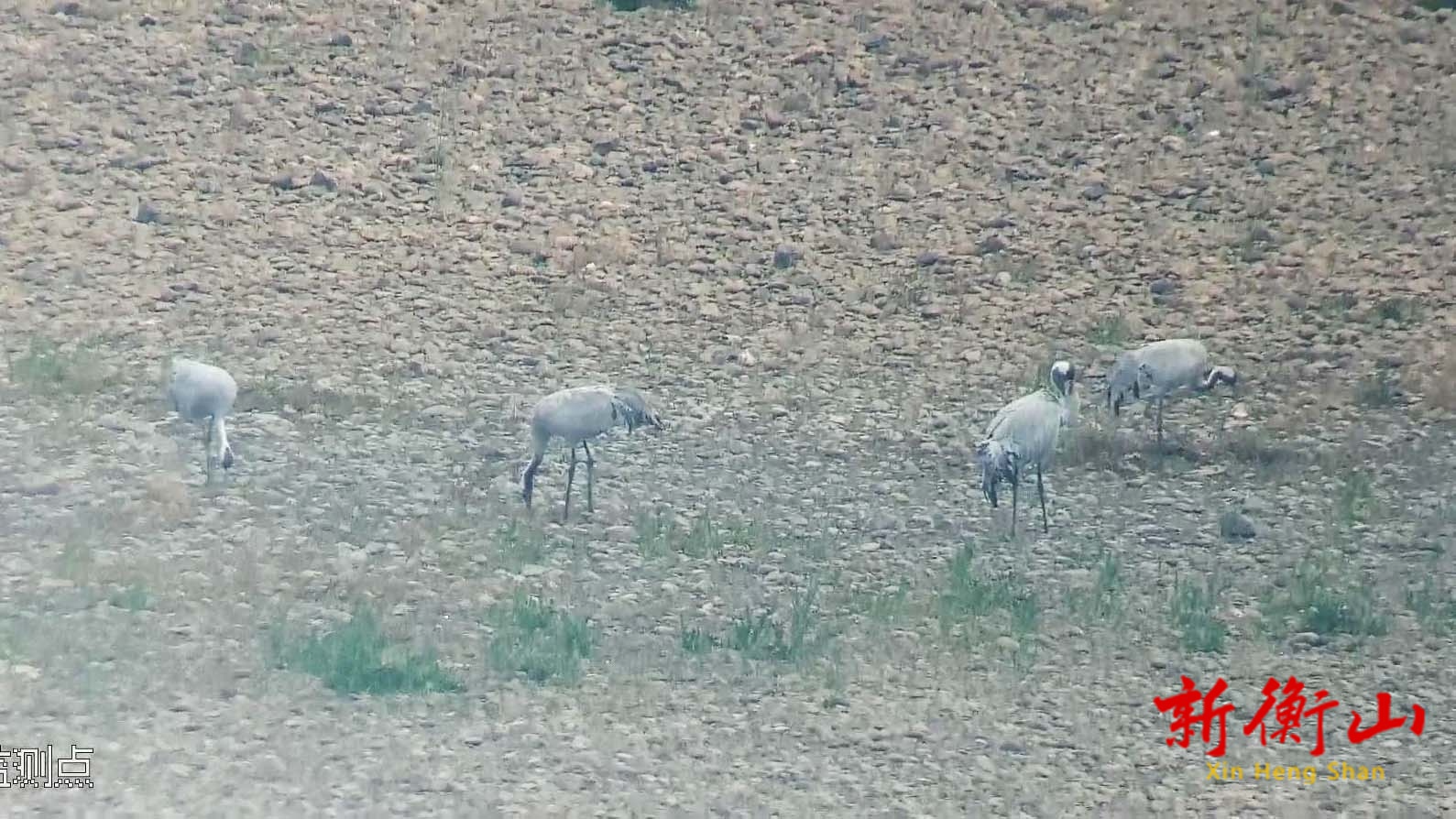 国家二级保护动物灰鹤连续5年“造访”衡山萱洲国家湿地公园