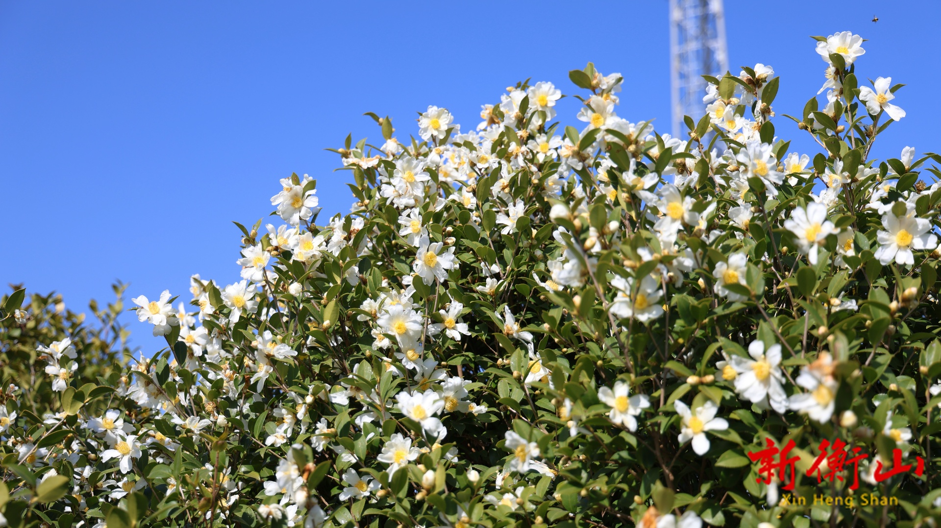 衡山：油茶花开漫山白 繁花似锦兆丰年