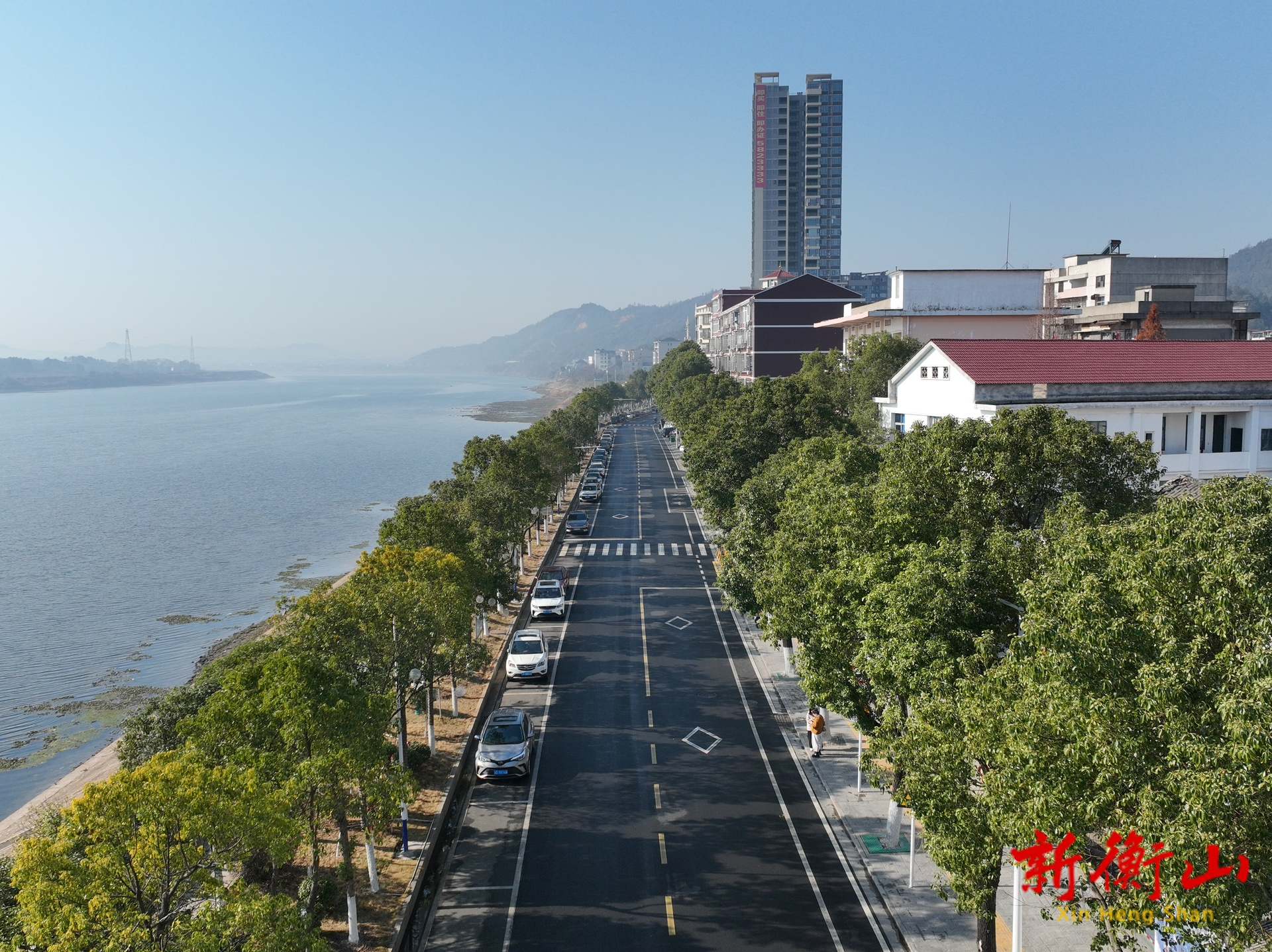 樟树落下“黑珍珠” 清理实用指南请收好