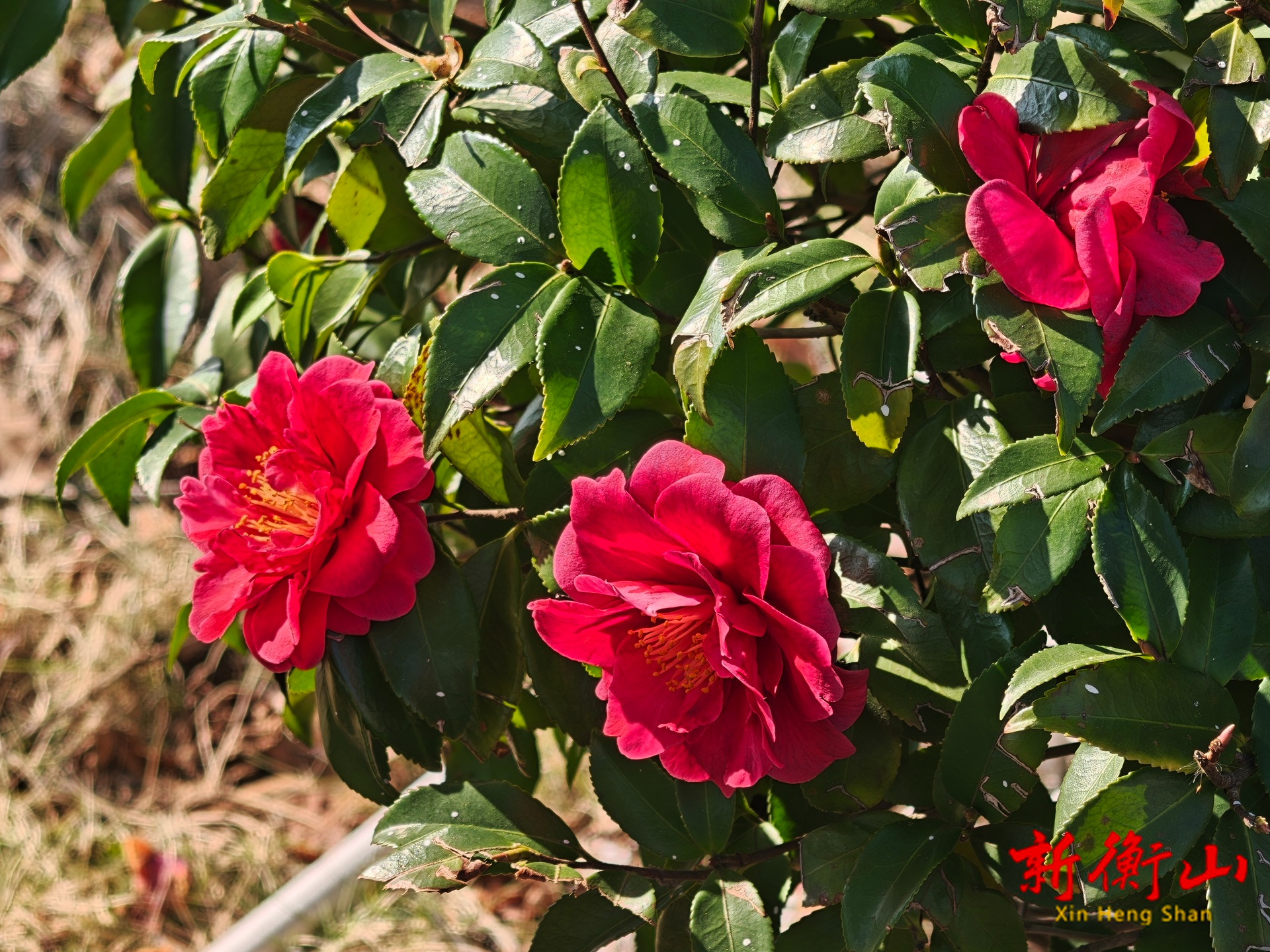 谁擎火种暖江岸？一树山茶寄冬锦