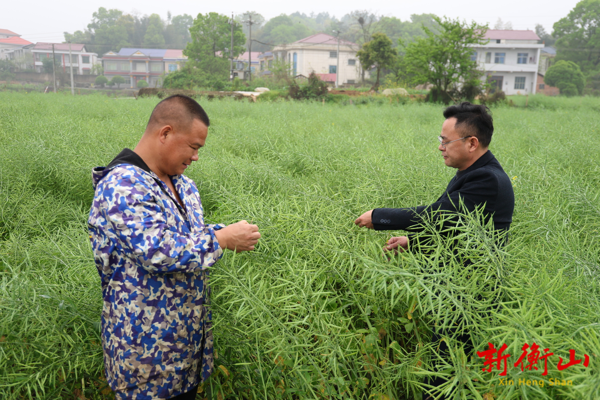 开局八好 乘势而上丨衡山县：天气持续阴雨寡照 农技专家“把脉”油菜生产