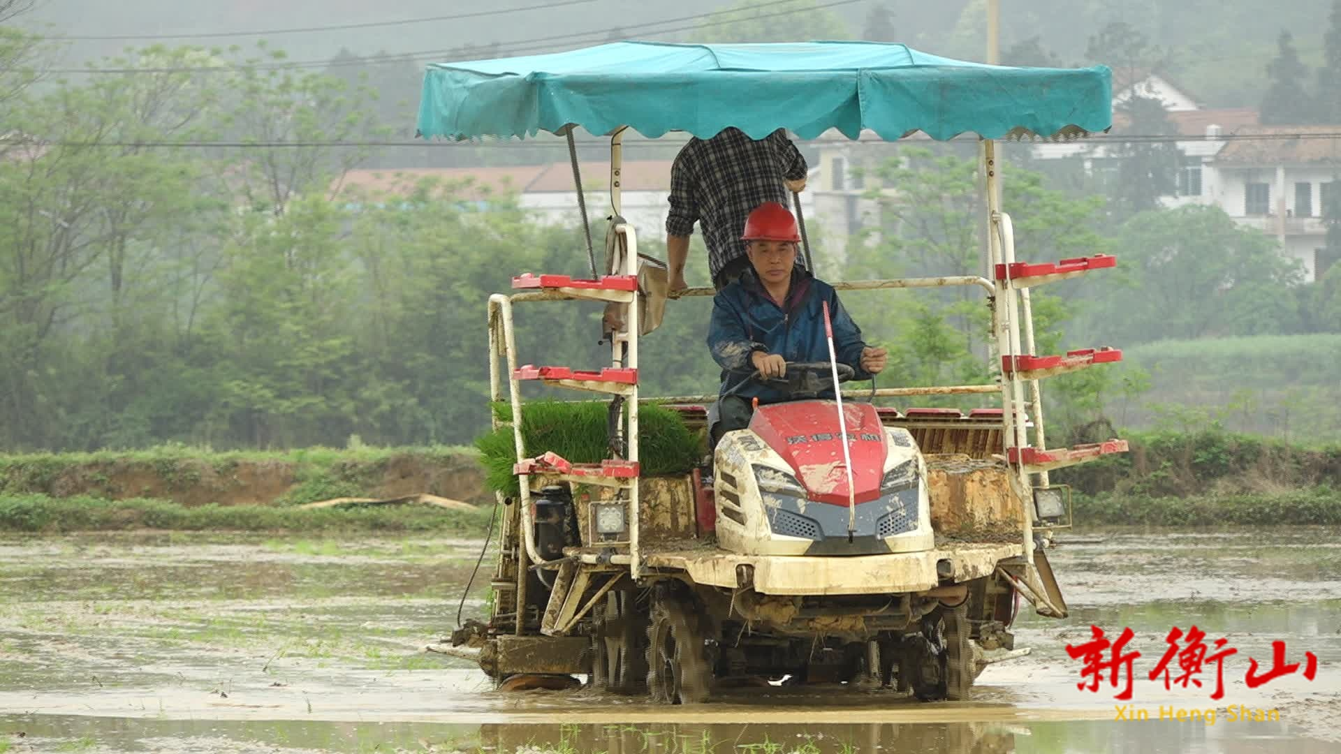 长江镇胜利村：早稻插秧正当时 机械化绘就春耕新图景