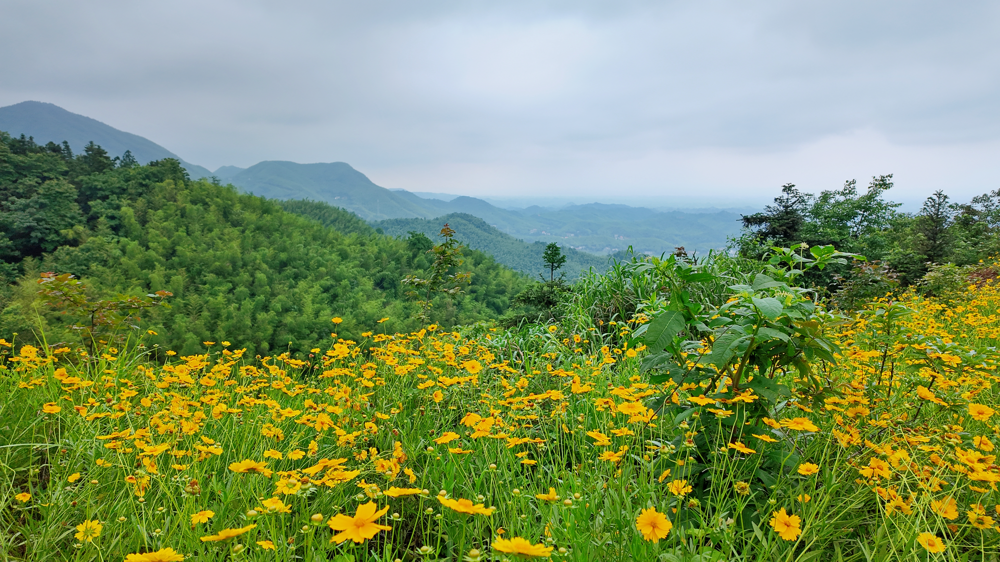 山花缀路染青山！衡山紫盖峰景区公路藏山野浪漫