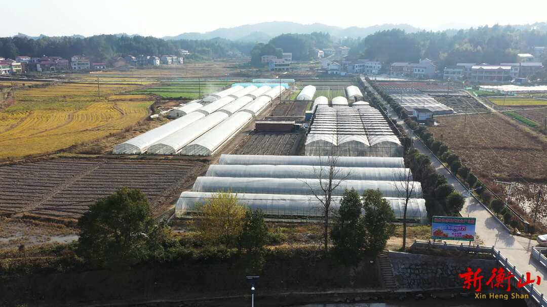 福云生态农业：高山梯田产出慢糖大米 产学研合力打造功能性健康主粮