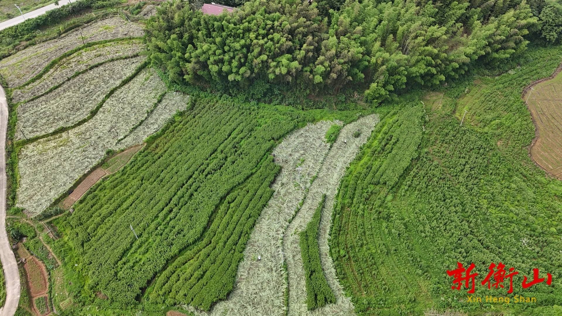 衡山：艾草飘香 第一茬收割正忙
