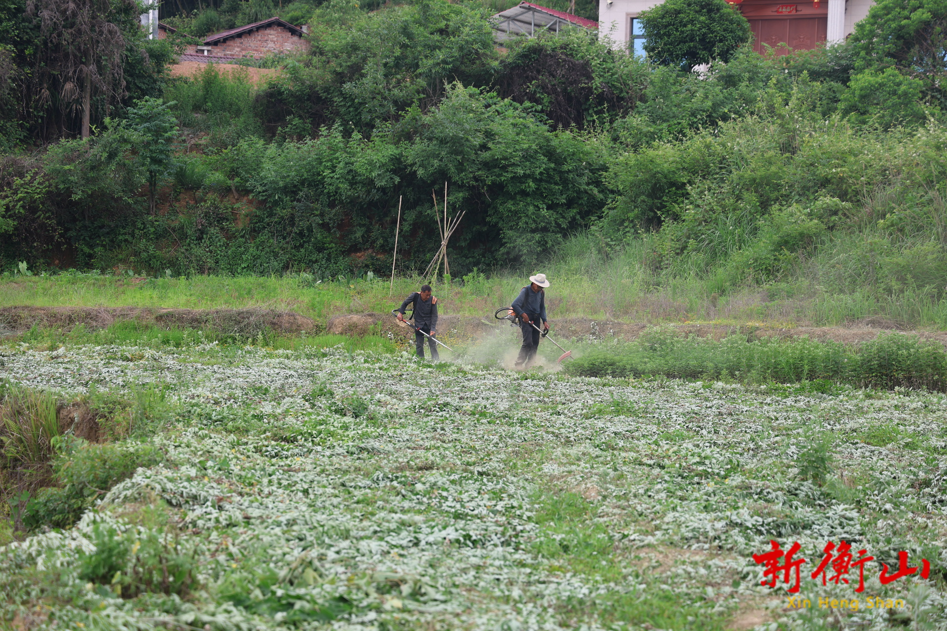 衡山县长江镇：“小艾草”撬动乡村振兴“大产业”