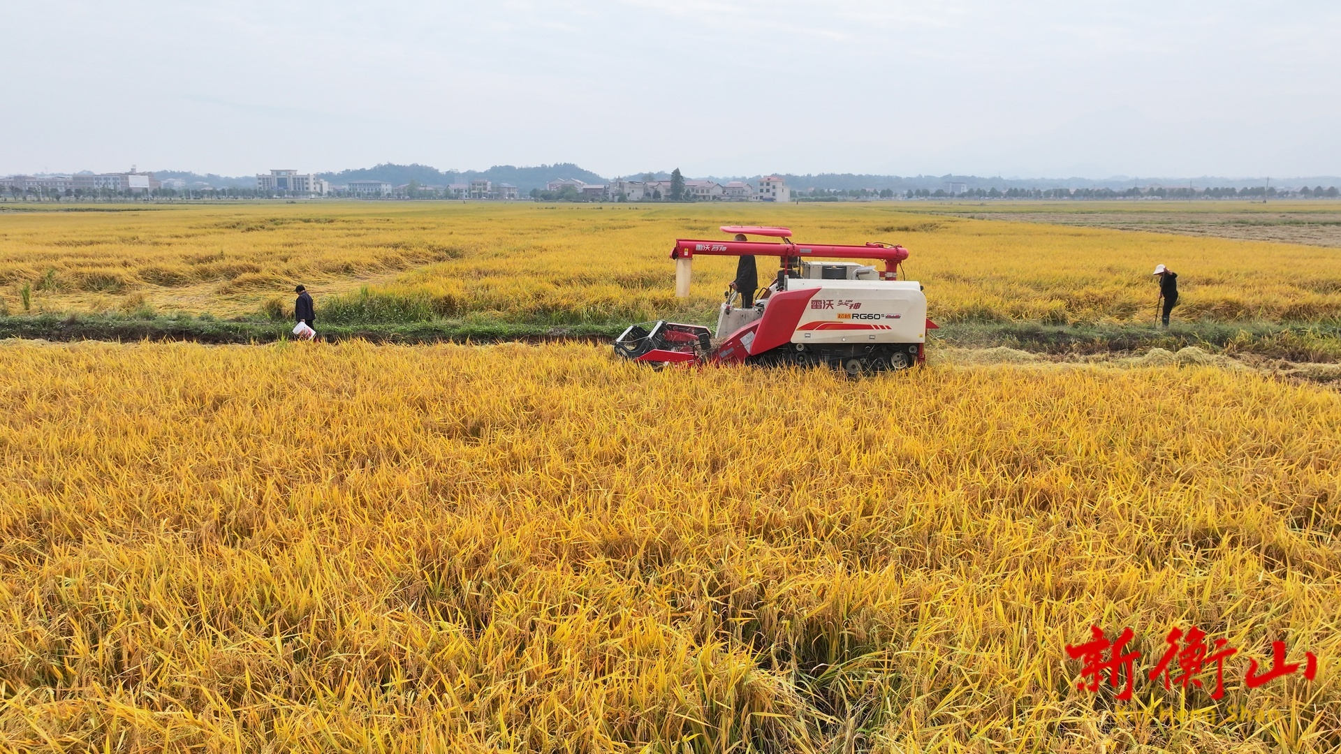 衡山县18万多亩晚稻进入收割期