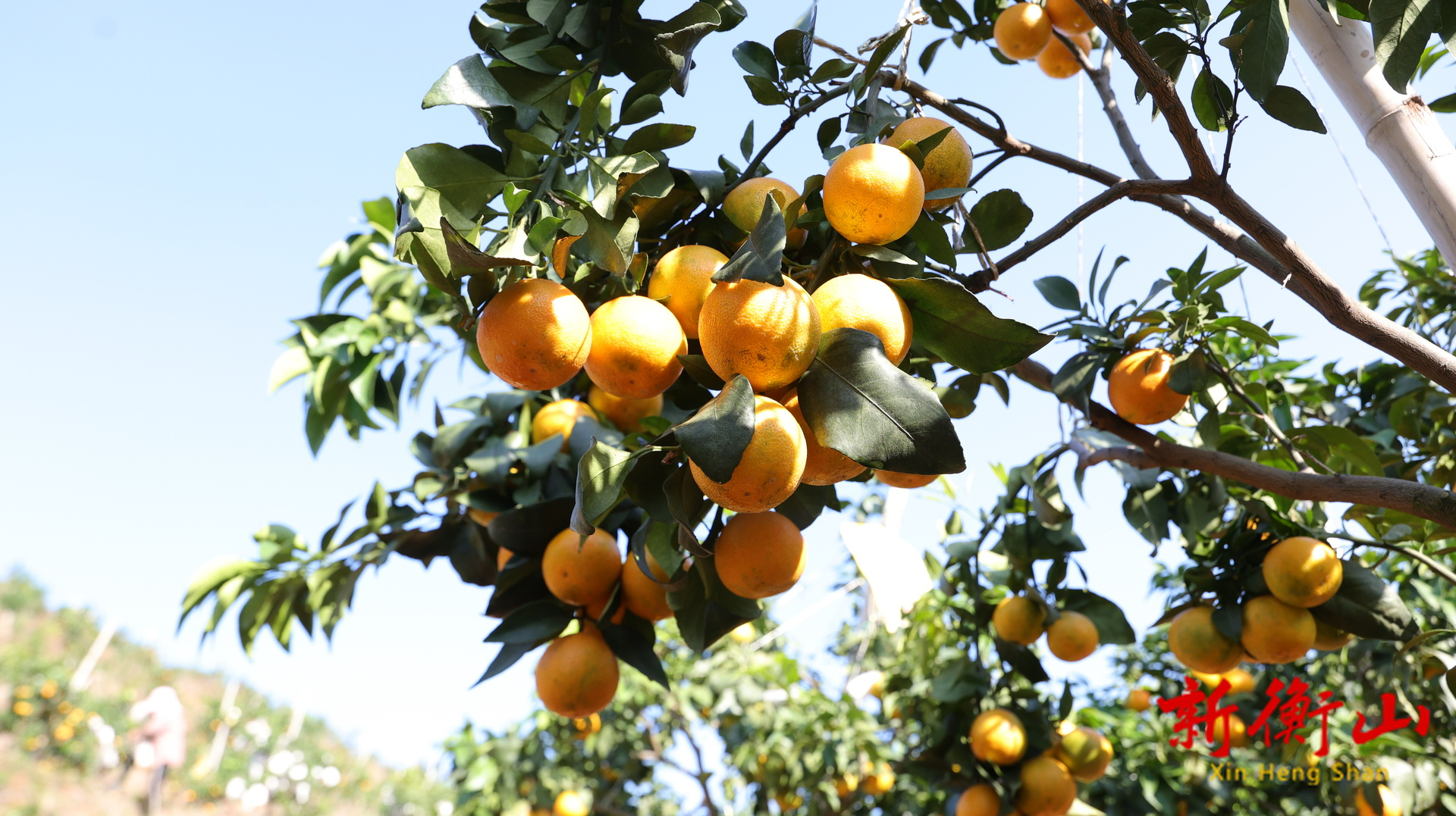 衡山：旅发大会红利持续释放 水果基地成冬季游“新宠”