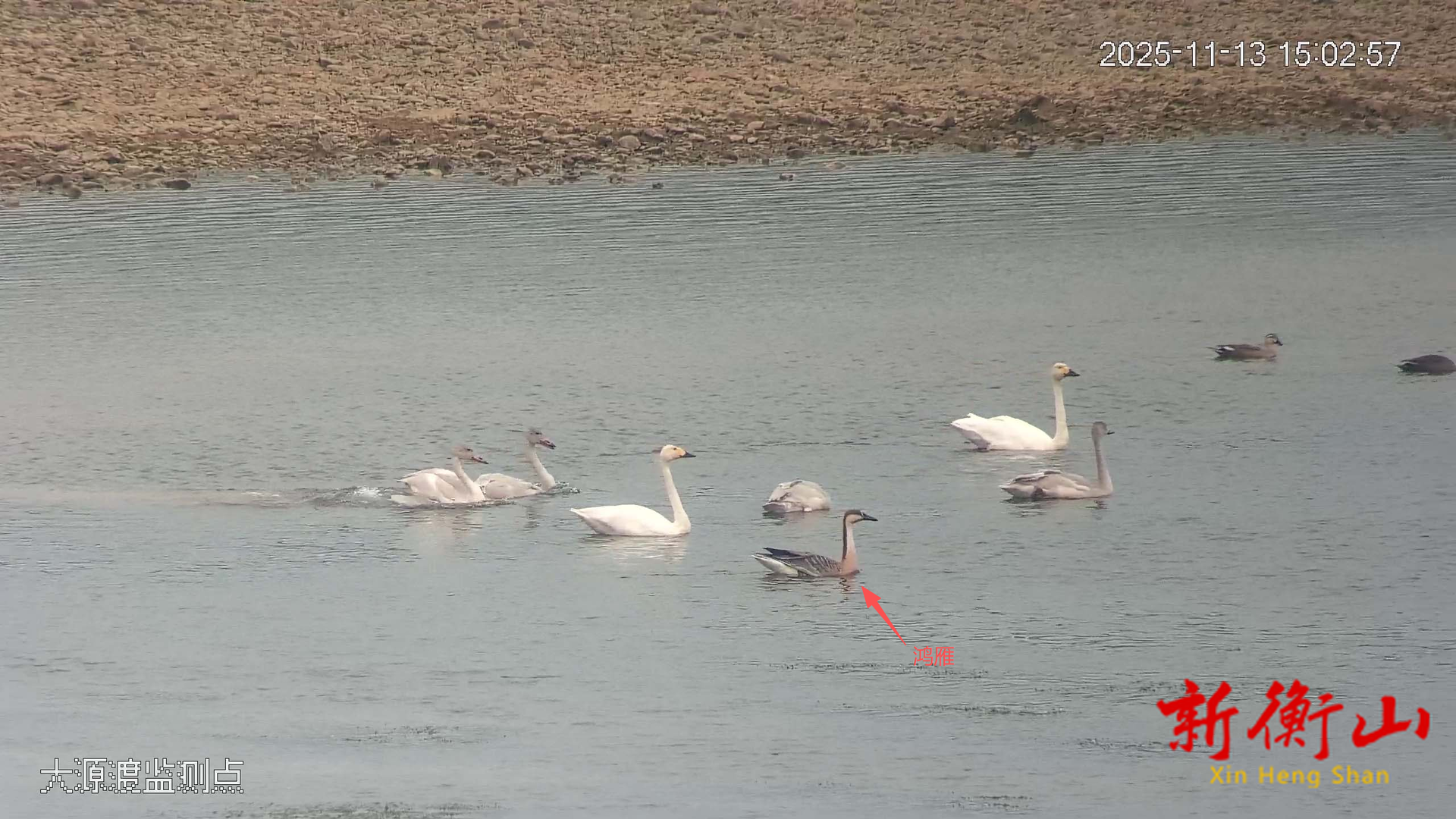 国家二级保护动物鸿雁首次现身湖南衡山萱洲国家湿地公园