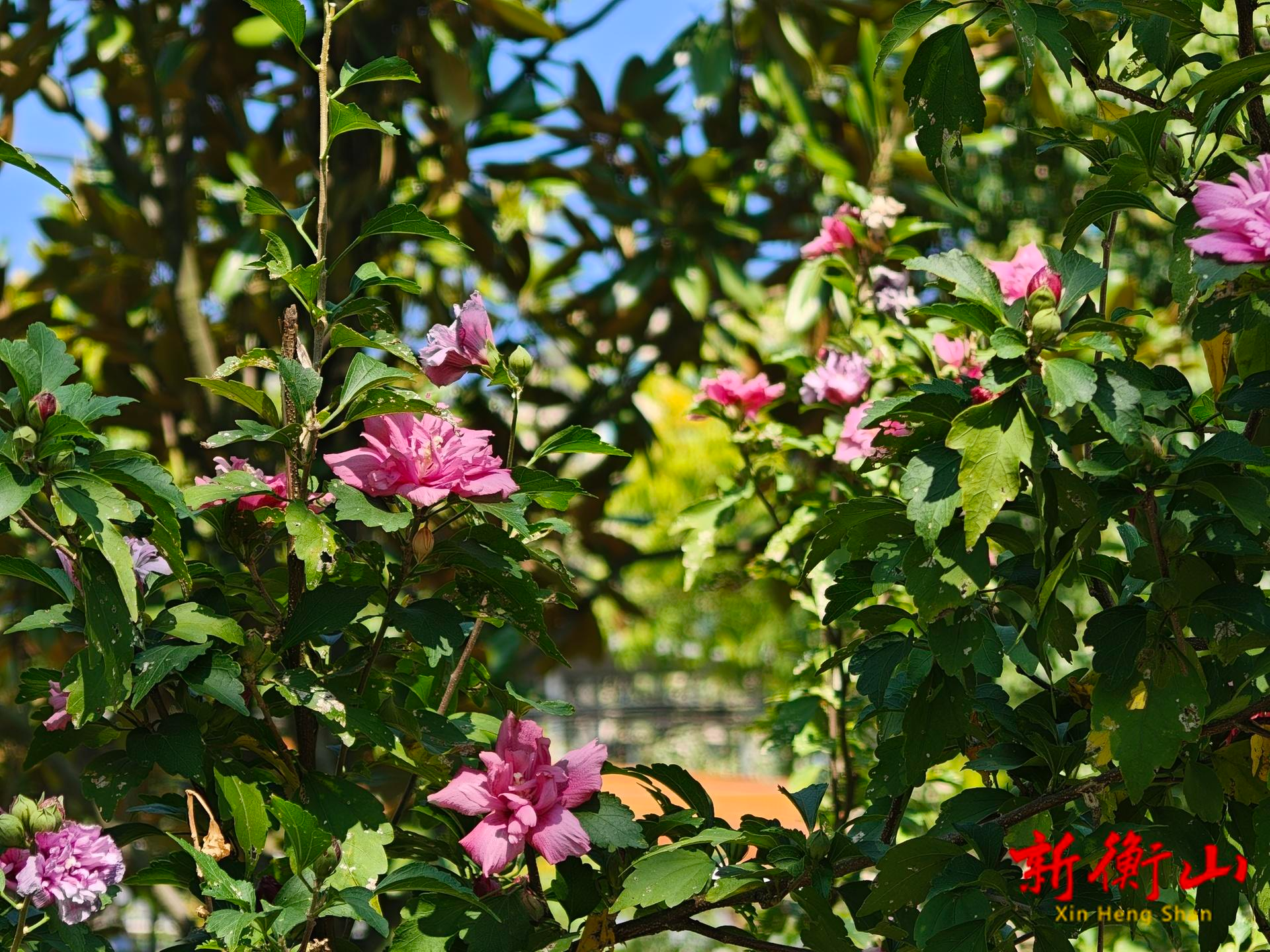 风起夏秋，木槿花开成为一首永不褪色的诗