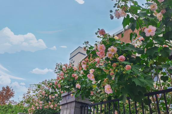 夏日野炊记