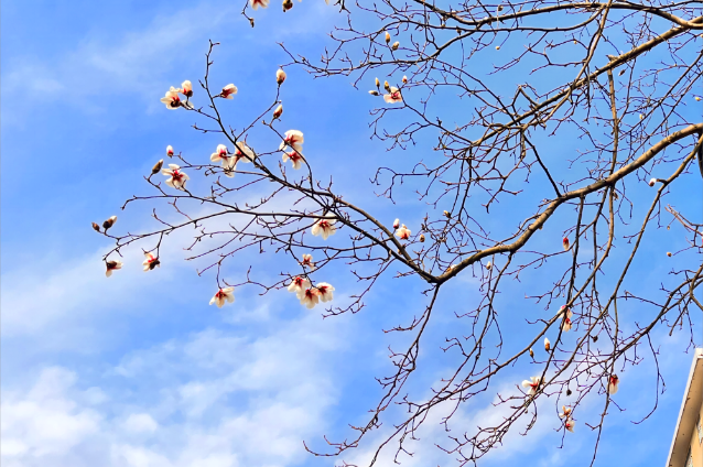 宁乡双凫铺镇中心小学：“大蒜实践”解锁劳动教育新方式