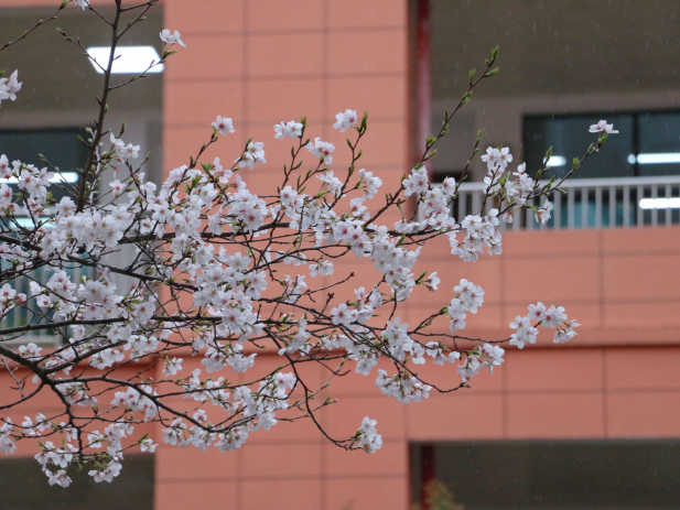 【教育故事】把希望播撒乡土，让信仰照亮征程