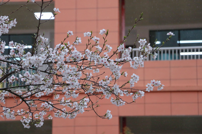 【教育故事】把希望播撒乡土，让信仰照亮征程