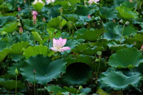 【衡阳县站】我是家乡“推荐官”：台源乌莲，家乡名片