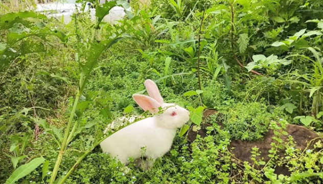 【衡阳县站】我有一只小白兔