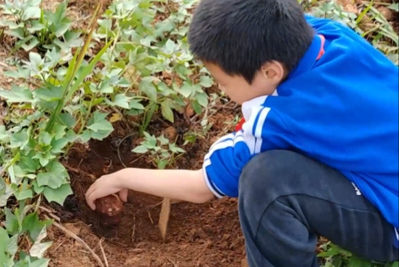 “薯”你最棒！岳阳市岳阳楼区郭兴小学学生挖红薯体验秋收乐趣