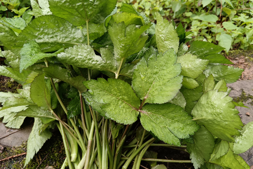 【慈利站】我是家乡推荐官：天然野菜“鸭脚板”