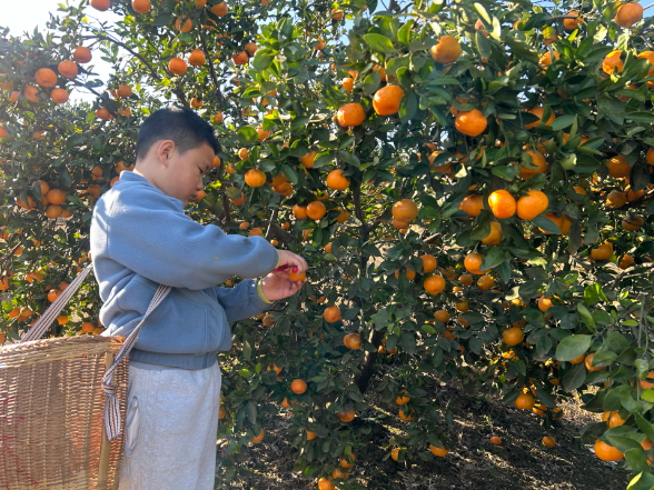 【浏阳站】橘林里的“小太阳”
