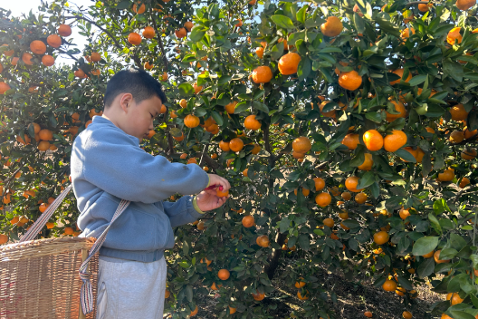 【浏阳站】橘林里的“小太阳”