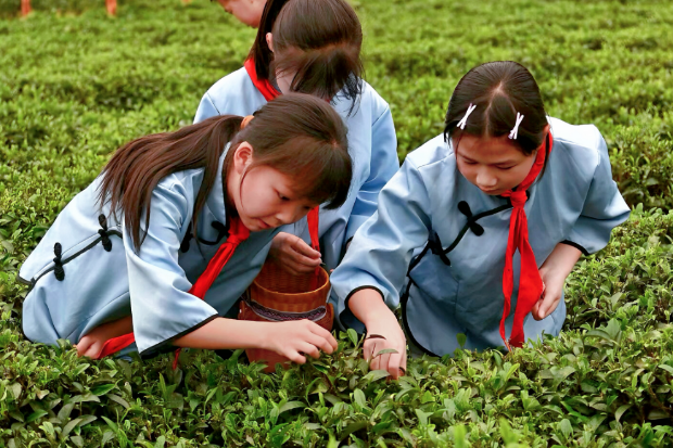 通道陇城镇甘溪完全小学：劳动课上采茶忙