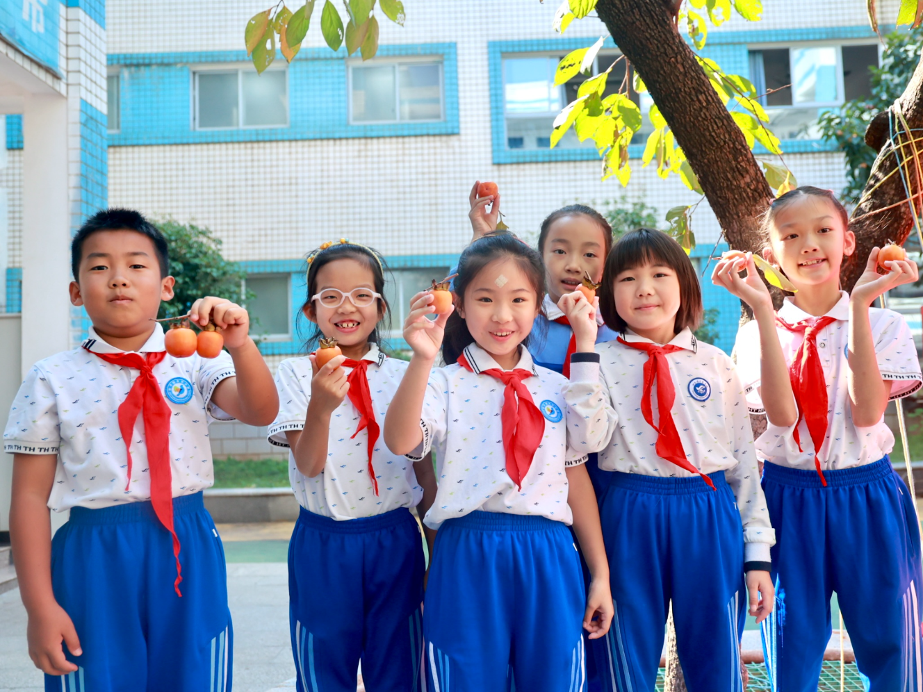 定格校园秋日浪漫｜长沙市雨花区砂子塘天华小学：一树红柿醉金秋，童心采摘觅秋趣