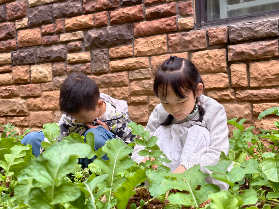 定格校园秋日浪漫｜长沙市天心区教育局幼幼凯旋城幼儿园：秋韵润童心，自然启新知