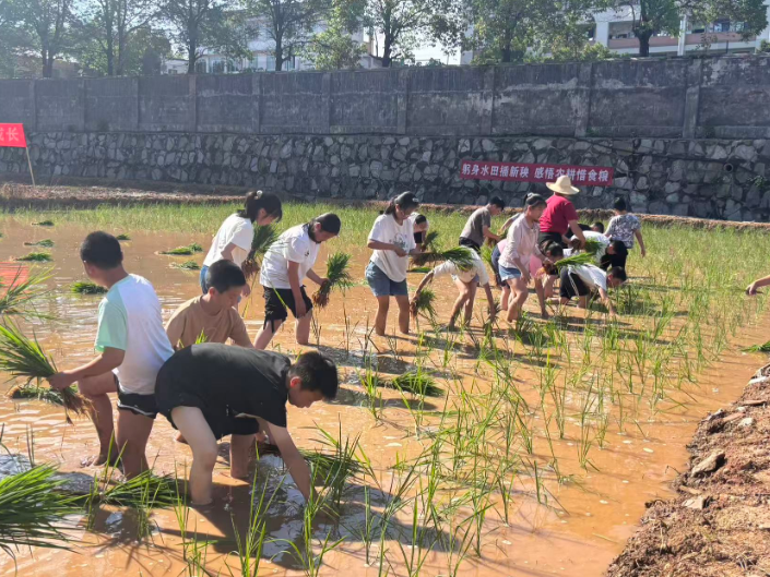【浏阳站】沙市小学：校长带我插秧去 劳动教育润心田