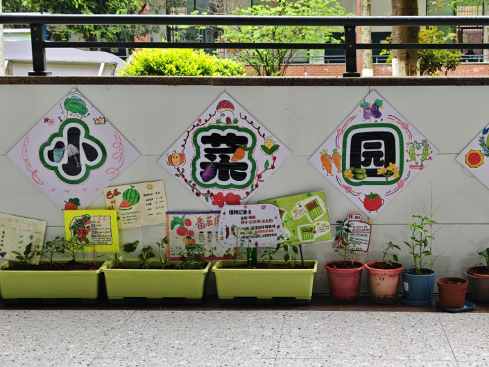 【资阳站】马良学校：“走廊菜园”丰收了