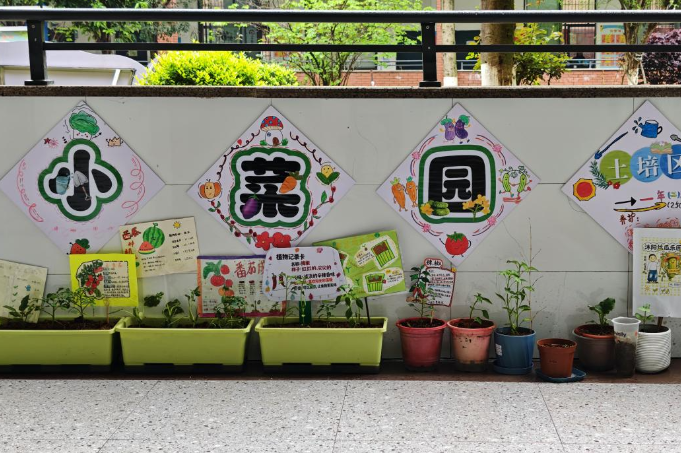 【资阳站】马良学校：“走廊菜园”丰收了