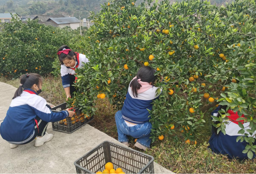 洪江市黔城镇中心小学：劳动的果实最甜美