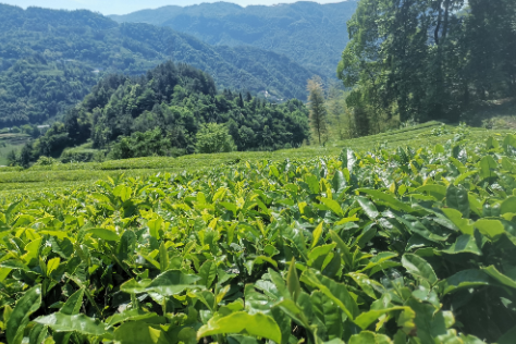 【慈利站】袅袅茶香