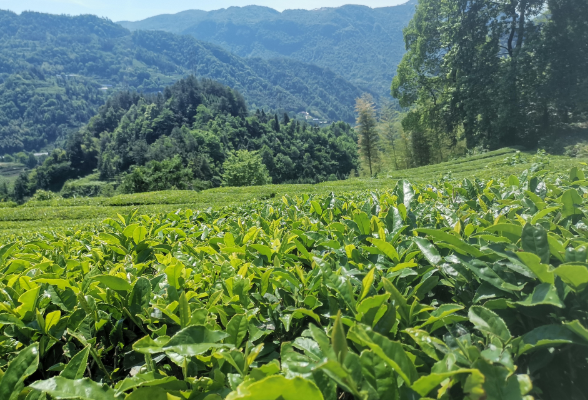 【慈利站】袅袅茶香