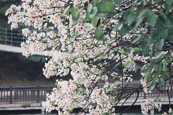 【慈利站】在雨后初晴时