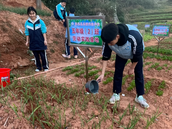 新晃思源实验学校：冬阳下的劳动课  菜园里长出“成长力”
