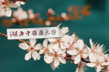 2025年，多少分可以上湖南中医药大学？