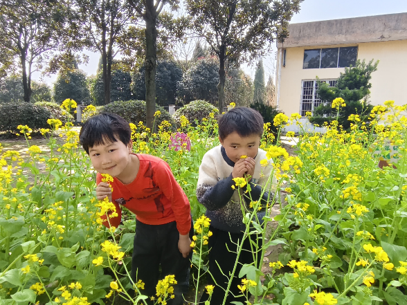 南县新建小学：油菜花开满校园 劳动实践促成长